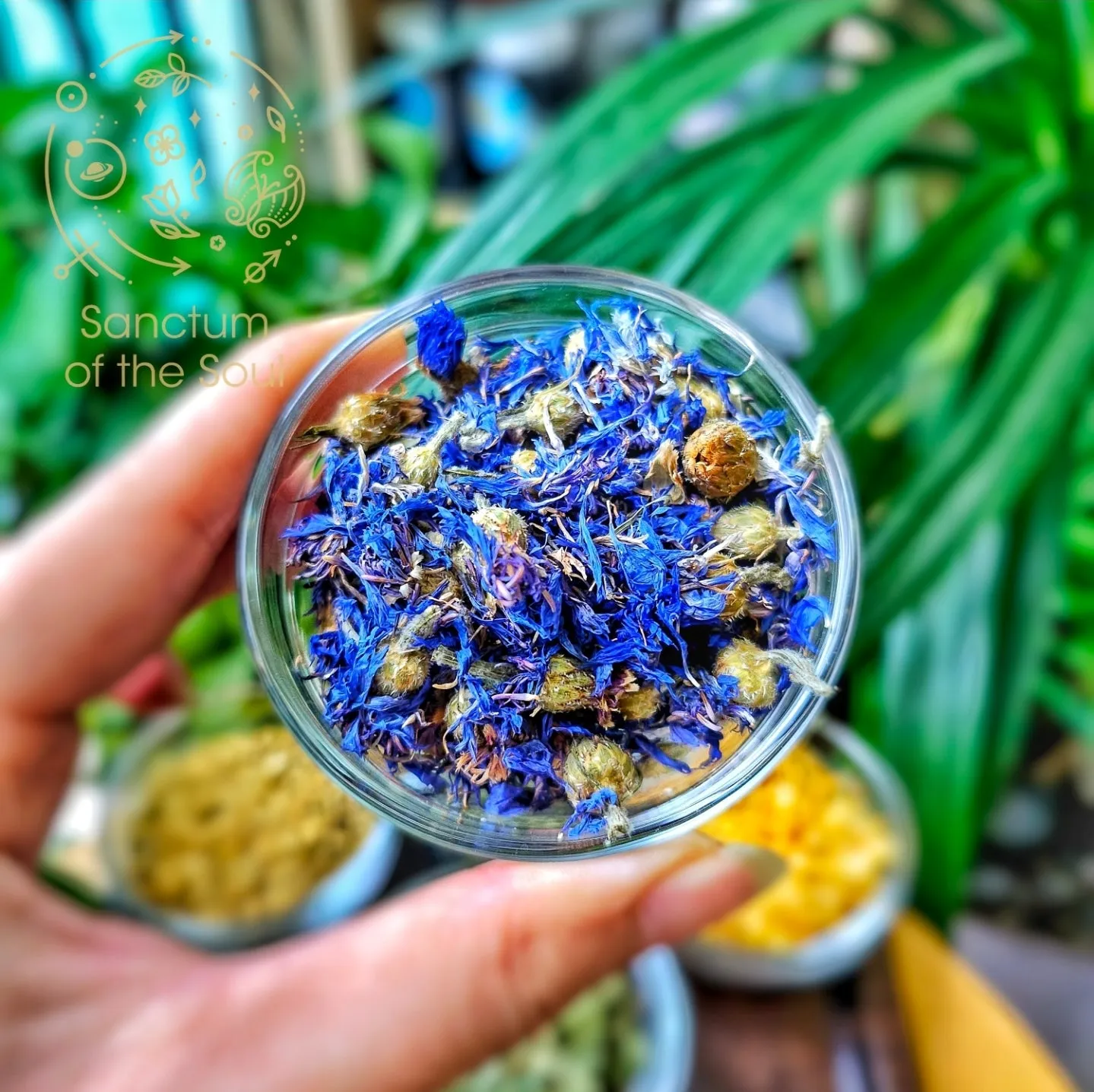 Blue Cornflowers